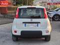 Fiat Panda 1.0 firefly hybrid City Life s&s 70cv Blanc - thumbnail 14