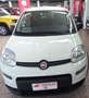 Fiat Panda 1.0 FireFly S&S Hybrid Blanc - thumbnail 1
