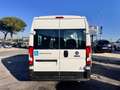 Fiat Ducato 9 posti per il trasporto persone con disabilità Bianco - thumbnail 3