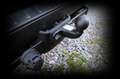 Ford Transit Custom DoKa 300 L2*6-SITZE*SORTIMO*AHK Weiß - thumbnail 23