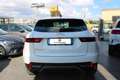 Jaguar E-Pace 1.5 i3 mhev SE fwd 160cv AUTO con CarPlay Bianco - thumbnail 6