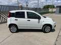 Fiat Panda 0.9 t.air t. natural power Easy 85cv Bianco - thumbnail 6