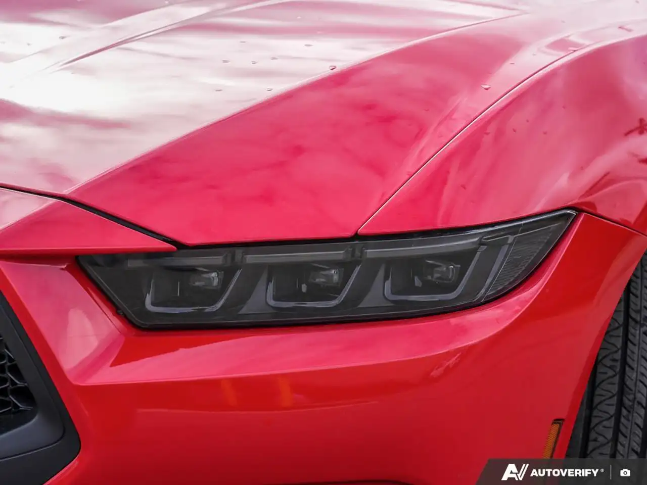Ford Mustang fotografie Ford Mustang