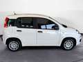 Fiat Panda 1.0 70cv Hybrid PANDA Bianco - thumbnail 8