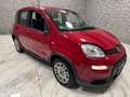 Fiat Panda Base Rot - thumbnail 9