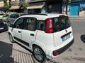 Fiat Panda Panda III 2012 1.2 Easy 69cv Bianco - thumbnail 3