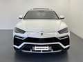 Lamborghini Urus Full Opt –Tagliando12/2025 IVA esp-leasing Bianco - thumbnail 2