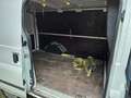 Ford Transit FT 260 K LKW Bianco - thumbnail 12