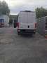 Iveco Daily 35 S 14A8 V Weiß - thumbnail 10