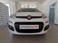 Fiat Panda 1.2 Easy Bianco - thumbnail 6