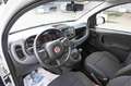 Fiat Panda 1.0 FireFly S&S Hybrid Bianco - thumbnail 12