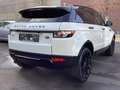 Land Rover Range Rover Evoque Pure Techn Weiß - thumbnail 6