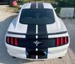 Ford Mustang FORD MUSTANG 3.7 V6, SUPERBOLLO RIDOTTO - thumbnail 3