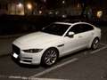 Jaguar XE XE 20d Portfolio Aut. Portfolio Weiß - thumbnail 2