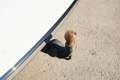 Audi Q5 40 TDI quattro S-line S-tronic/MATRIX/AHK/SHZ/A... Weiß - thumbnail 24