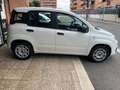 Fiat Panda 1.2 OK NEOPATENTATI White - thumbnail 3
