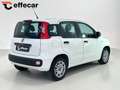 Fiat Panda 1.2 Easy Bianco - thumbnail 6