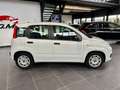 Fiat Panda 1.2 Easy Bianco - thumbnail 4