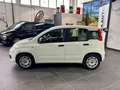 Fiat Panda 1.2 Easy Bianco - thumbnail 8