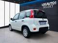 Fiat Panda 1.0 firefly hybrid s&s 70cv 5p.ti - PROMO Wit - thumbnail 5