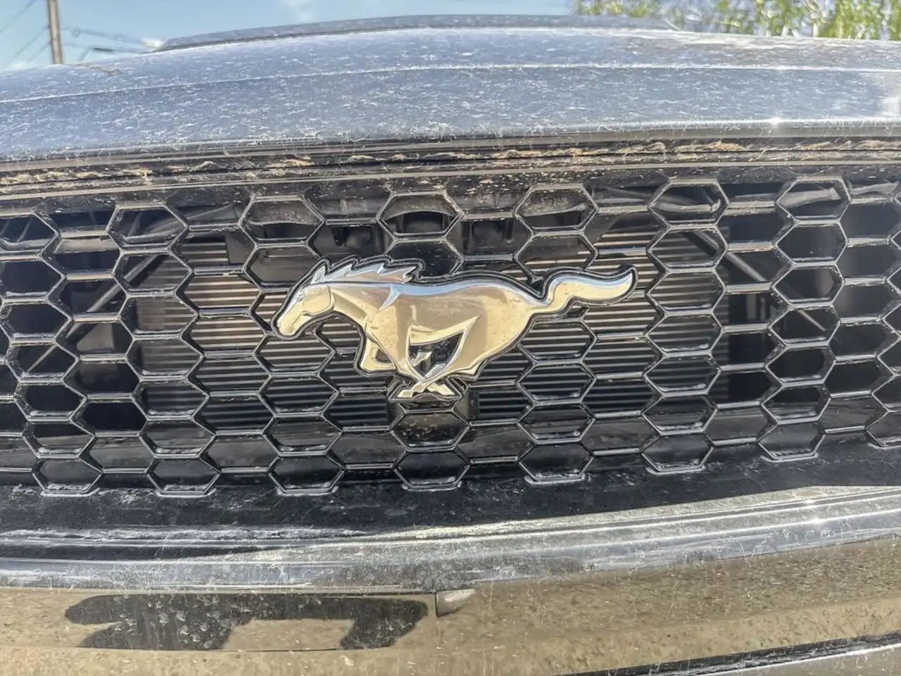 Ford Mustang fotografie Ford Mustang