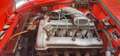 Alfa Romeo Spider 1.6 Duetto " osso di seppia " 1° serie Rouge - thumbnail 16