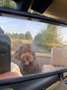 Oldtimer Mercedes Benz Mercedes-Benz 280 SL (R107) Cabrio Grün - thumbnail 9