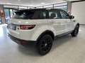 Land Rover Range Rover Evoque 2.2 td4 Dynamic 150cv Blanc - thumbnail 7