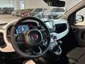 Fiat Panda 1.0 FireFly 70cv Hybrid Pandina Rot - thumbnail 11