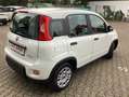 Fiat Panda MY24 Hyb. 1.0 GSE Bluetooth, Einparkh. Bianco - thumbnail 10