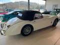 Jaguar XK 120 Roadster Weiß - thumbnail 10