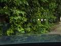 Mazda MX-30 e-SkyActiv 145 Comfort 36 kWh (146 PK) 1e-Eig. & D Grijs - thumbnail 34
