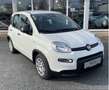 Fiat Panda 1.0 Mild Hybrid Weiß - thumbnail 4