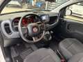 Fiat Panda Panda 1.0 FireFly S&S Hybrid Bianco - thumbnail 6