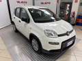 Fiat Panda Panda 1.0 FireFly S&S Hybrid Bianco - thumbnail 2