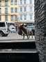 Mercedes-Benz G 63 AMG AMG G 63 AMG SPEEDSHIFT 7G-TRONIC Weiß - thumbnail 12