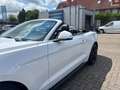 Ford Mustang Premium-Paket + Rückfahrkamera Weiß - thumbnail 20