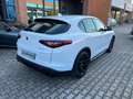 Alfa Romeo Stelvio Stelvio 2020 2.2 t Q4 190cv auto Wit - thumbnail 6