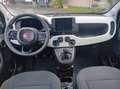 Fiat New Panda Panda 1.0 FireFly S&S Hybrid Pandina Bianco - thumbnail 8