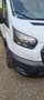 Ford Transit Transit/ Kasten 2,0 EcoBlue L2/H2 Startup Weiß - thumbnail 4