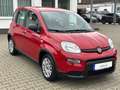 Fiat Panda Base**5.000KM** Rot - thumbnail 5