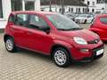 Fiat Panda Base**5.000KM** Rot - thumbnail 7
