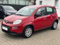 Fiat Panda Base**5.000KM** Rot - thumbnail 12