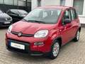 Fiat Panda Base**5.000KM** Rot - thumbnail 10