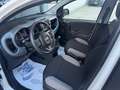 Fiat Panda 1.0 firefly hybrid City Life s&s 70cv Bianco - thumbnail 8