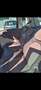 Lancia MUSA 1.4 benzina 77 cv Gold - thumbnail 4