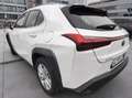Lexus UX 250h 2.0 Business 2wd cvt Bianco - thumbnail 4