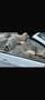 BMW 330 330d DPF Cabrio Aut. M Sport Edition - thumbnail 5