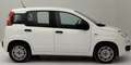 Fiat Panda Panda 1.0 firefly hybrid Blanc - thumbnail 4