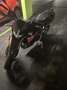 Aprilia Dorsoduro Dorsoduro 900 Gris - thumbnail 3